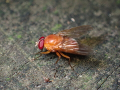 Dichaetomyia