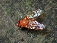 Dichaetomyia