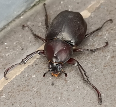 Xylotrupes gideon