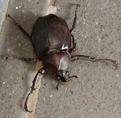 Xylotrupes gideon