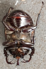 Xylotrupes gideon