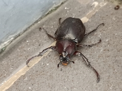 Xylotrupes gideon