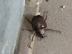 Xylotrupes gideon