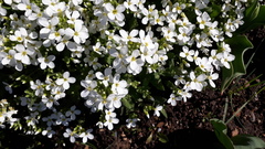 Arabis caucasica
