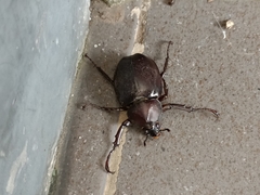 Xylotrupes gideon
