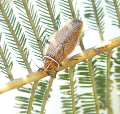 Pseudophyllodromiinae