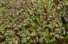 Cladonia ramulosa