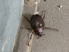 Xylotrupes gideon