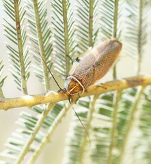 Pseudophyllodromiinae