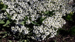 Arabis caucasica