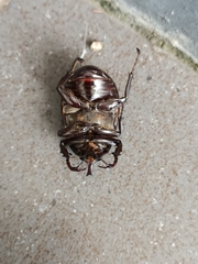 Xylotrupes gideon