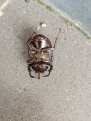 Xylotrupes gideon