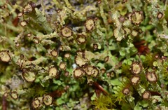 Cladonia ramulosa