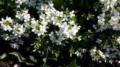 Arabis caucasica