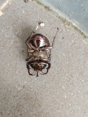 Xylotrupes gideon