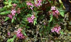Pimelea alpina