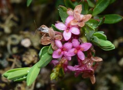 Pimelea alpina