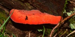 Aurantiporus pulcherrimus