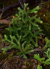 Austrolycopodium fastigiatum