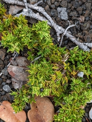 Coprosma ernodeoides