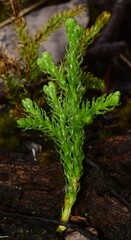 Austrolycopodium fastigiatum