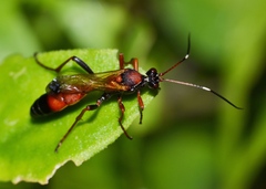Ctenochares bicolorus