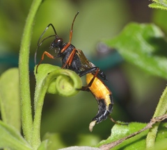 Ctenochares bicolorus
