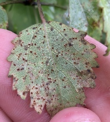 Puccinia plagianthi