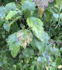 Puccinia plagianthi