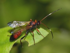 Ctenochares bicolorus