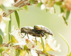 Diphucrania