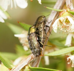 Diphucrania