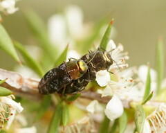 Diphucrania