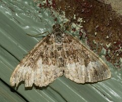 Chrysolarentia argocyma