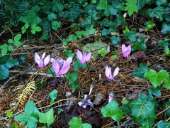 Cyclamen purpurascens