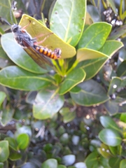 Radumeris tasmaniensis