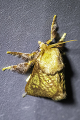 Doratifera quadriguttata