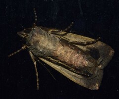 Agrotis infusa