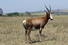 Damaliscus pygargus phillipsi