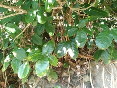 Sterculia monosperma