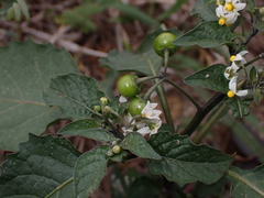 Solanum opacum