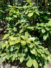 Sterculia monosperma