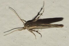 Stathmopoda cephalaea