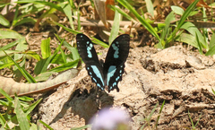 Papilio epiphorbas