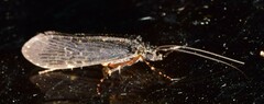 Hydrobiosidae