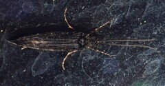 Hydrobiosidae