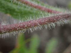 Silene gallica