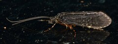 Hydrobiosidae