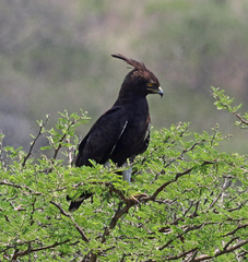 Lophaetus occipitalis