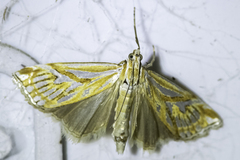 Hednota pleniferellus
